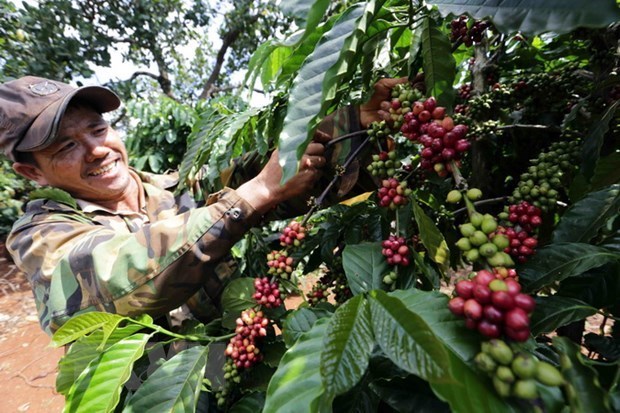 Promouvoir le commerce des produits agricoles entre le Vietnam et la Russie